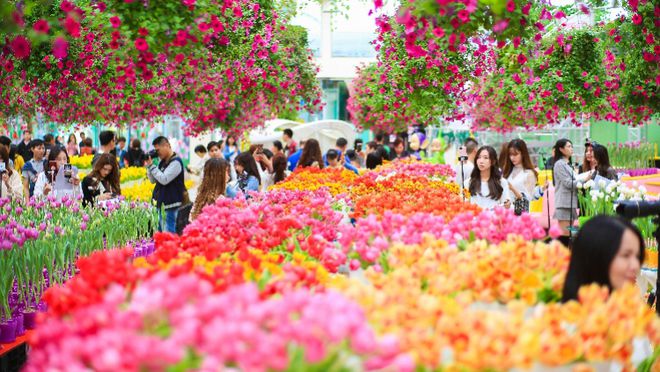 乐动体育30多种荷兰郁金香反季节盛放中国首届郁金香花博秀广州