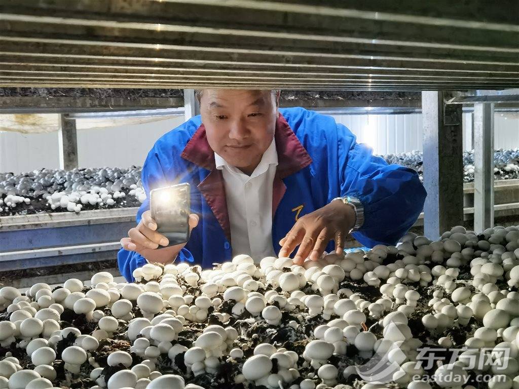 LD乐动 乐动体育新征程奋进者｜亩产量翻了30多倍 他联农致富把小蘑菇做成大产业(图2)