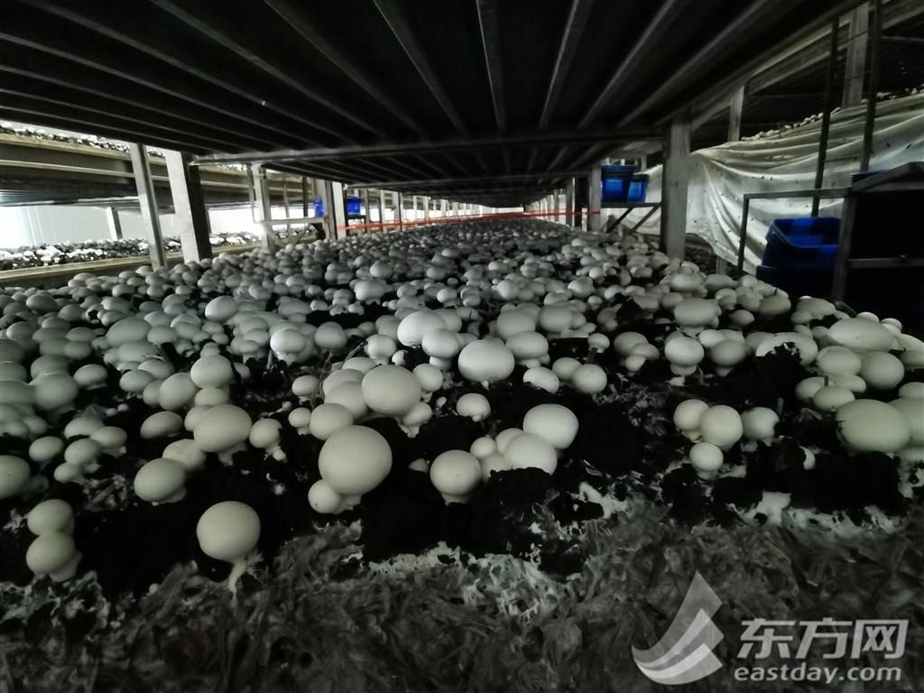 LD乐动 乐动体育新征程奋进者｜亩产量翻了30多倍 他联农致富把小蘑菇做成大产业(图3)