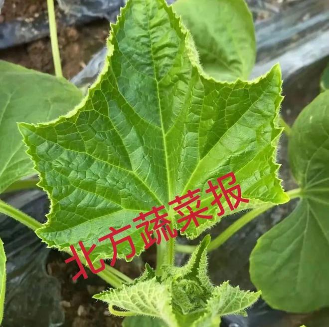 乐动体育【管理】秋末冬初大棚的温湿度管理该调整了！