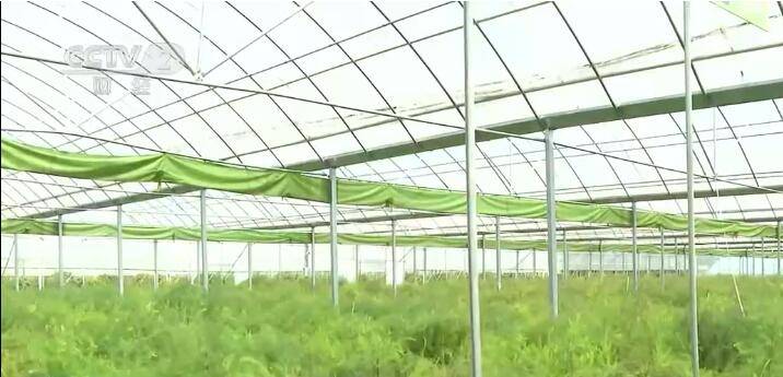 江苏涟水：推LD乐动 乐动体育广反季节芦笋种植 助力农民增收
