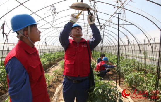 乐动体育顶呱呱！电气化大棚种西瓜