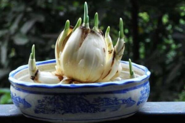 水仙花水培怎么养殖LD乐动体育(图3)