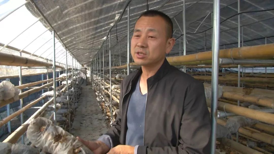 蓝瘦想哭！菇农反季节种乐动体育香菇“踩雷”28万打水漂！(图3)