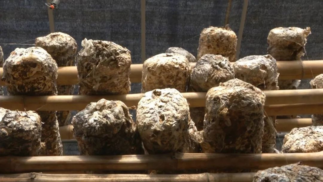 蓝瘦想哭！菇农反季节种乐动体育香菇“踩雷”28万打水漂！(图6)