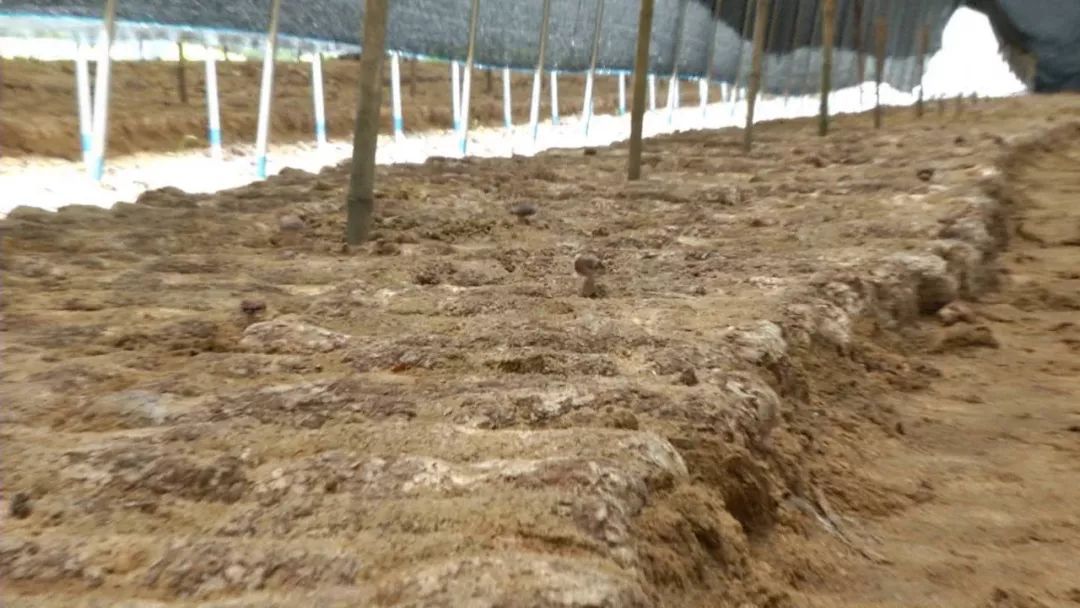 蓝瘦想哭！菇农反季节种乐动体育香菇“踩雷”28万打水漂！(图8)