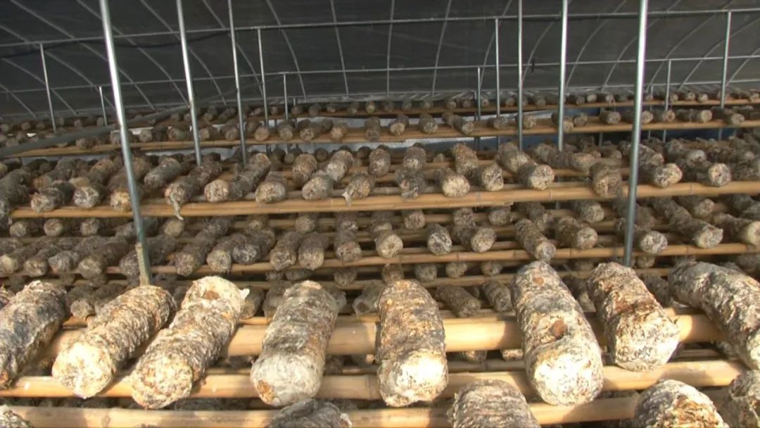 蓝瘦想哭！菇农反季节种乐动体育香菇“踩雷”28万打水漂！(图11)