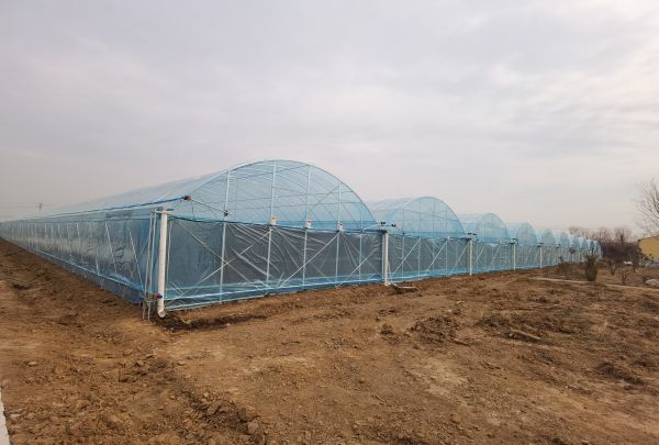 郏县组织融合联建赋能“三色经济”乐动体育 LD体育(图4)