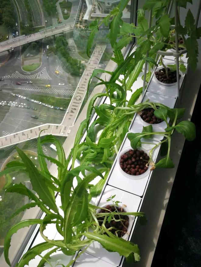95后争当城市农夫阳台种菜背后藏百亿LD乐动 乐动体育市场这些上市公司已布局……(图8)