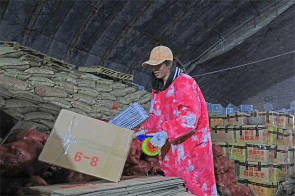 LD乐动体育河北滦南：窖藏烟薯销售忙(图6)