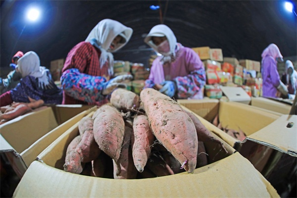LD乐动体育河北滦南：窖藏烟薯销售忙(图2)