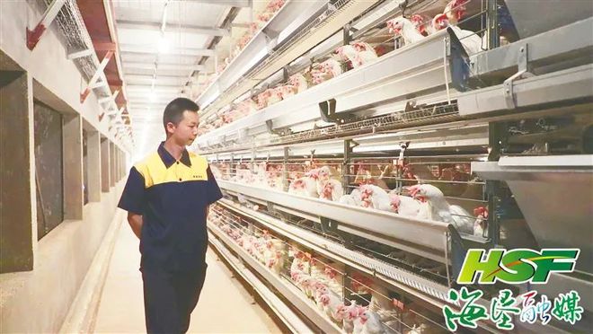 日产蛋量高达100万枚海垦草畜产业集团打造300万只蛋鸡全产业链项目乐动体育 LD体育(图2)