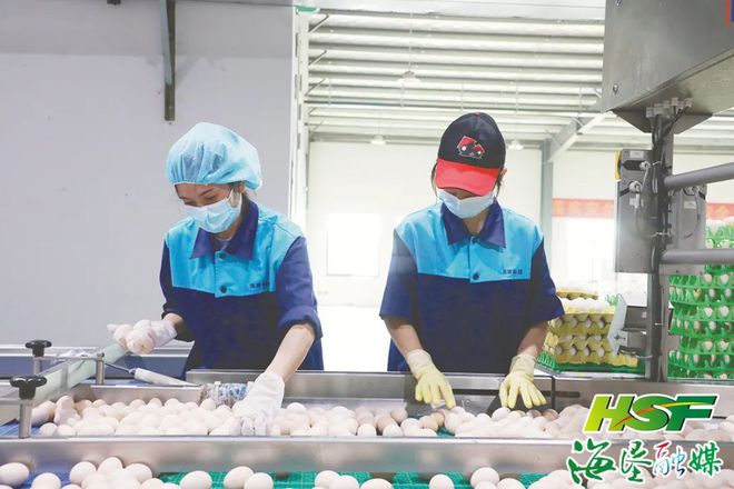 日产蛋量高达100万枚海垦草畜产业集团打造300万只蛋鸡全产业链项目乐动体育 LD体育(图4)
