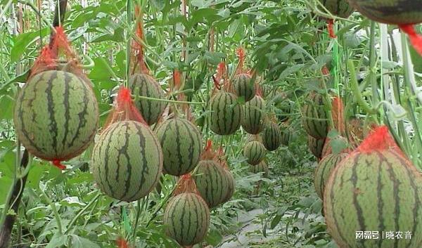 LD乐动体育全美2k西瓜如何种植管理？(图2)