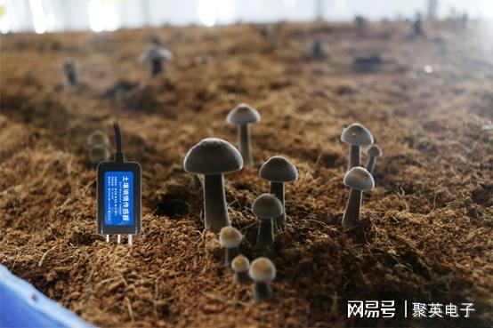 智能食LD乐动体育用菌大棚打造手机控温控湿的温室(图7)