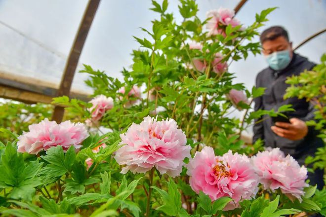 乐动体育 LD体育洛阳牡丹最新花情预报！请收好这篇超全的云赏花指南！(图10)