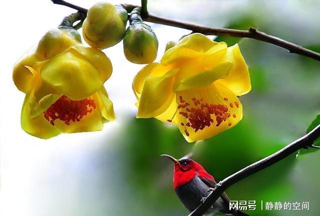 金花茶虽尊贵养LD乐动体育护却简单掌握这些小技巧花朵金灿灿来看下(图2)