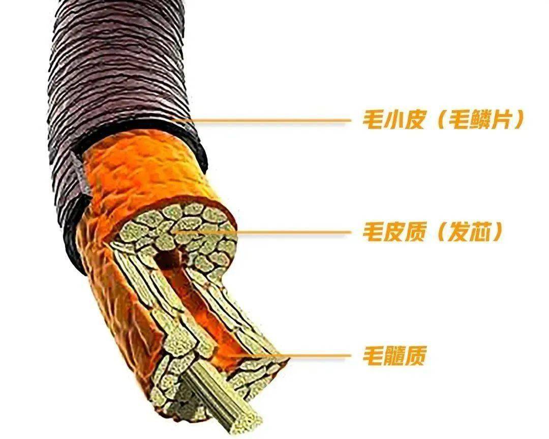 乐动体育牛逼！就因为它我已经看不上3000块的吹风机了(图20)