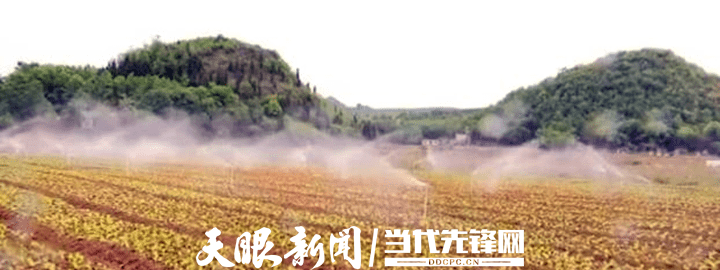 安龙：建设现代化LD乐动 乐动体育蔬菜基地 促进群众增收致富(图3)