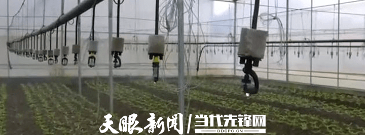 安龙：建设现代化LD乐动 乐动体育蔬菜基地 促进群众增收致富(图2)