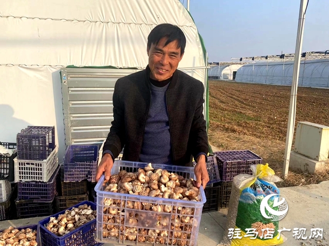 确山双河镇：瓜肥菜绿番乐动体育茄红 产业拓宽致富路(图3)