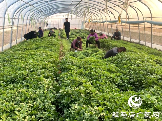 确山双河镇：瓜肥菜绿番乐动体育茄红 产业拓宽致富路