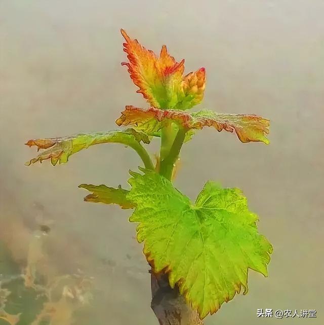 葡萄管理莫等闲落实措施是关键3月LD乐动 乐动体育葡萄如何高效预防病害发生(图5)