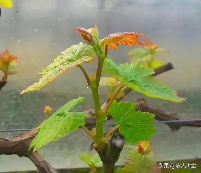 葡萄管理莫等闲落实措施是关键3月LD乐动 乐动体育葡萄如何高效预防病害发生(图8)