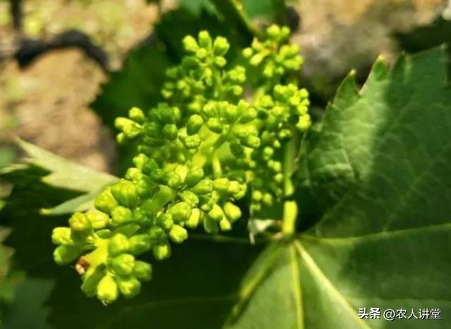 葡萄管理莫等闲落实措施是关键3月LD乐动 乐动体育葡萄如何高效预防病害发生(图12)