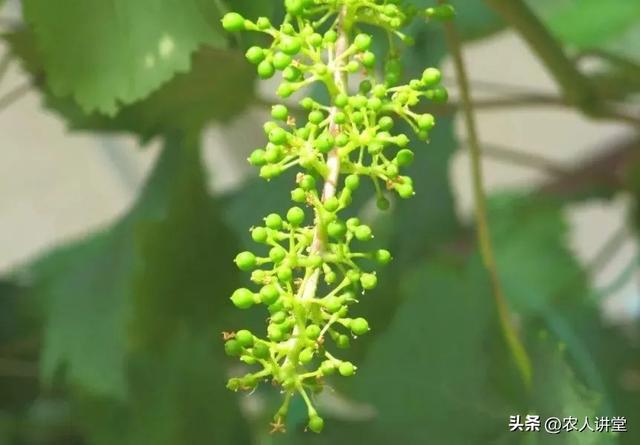 葡萄管理莫等闲落实措施是关键3月LD乐动 乐动体育葡萄如何高效预防病害发生(图10)