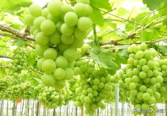 葡萄管理莫等闲落实措施是关键3月LD乐动 乐动体育葡萄如何高效预防病害发生(图17)