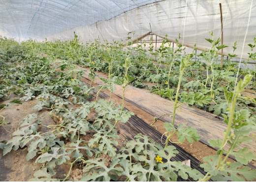 LD乐动 乐动体育节气探农事春大棚小型西瓜抢早种植模式栽培要点(图4)