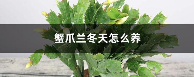 深圳好点的儿童眼科？排行榜：英华儿童眼科榜上有名LD乐动 乐动体育(图4)