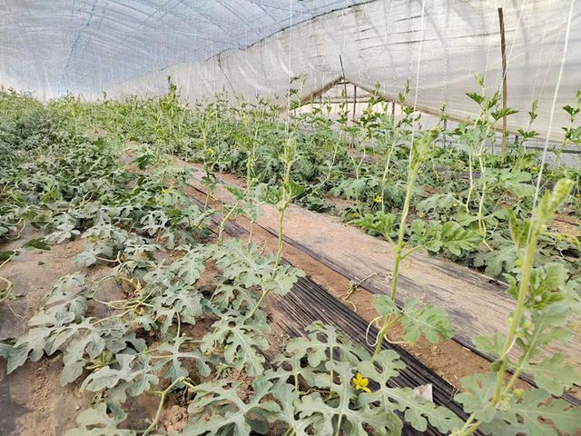 LD乐动体育节气探农事 春大棚小型西瓜抢早种植模式栽培要点(图3)