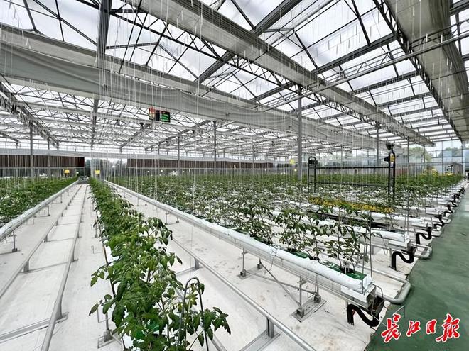 乐动体育《大地》武汉乡村振兴周刊第073期