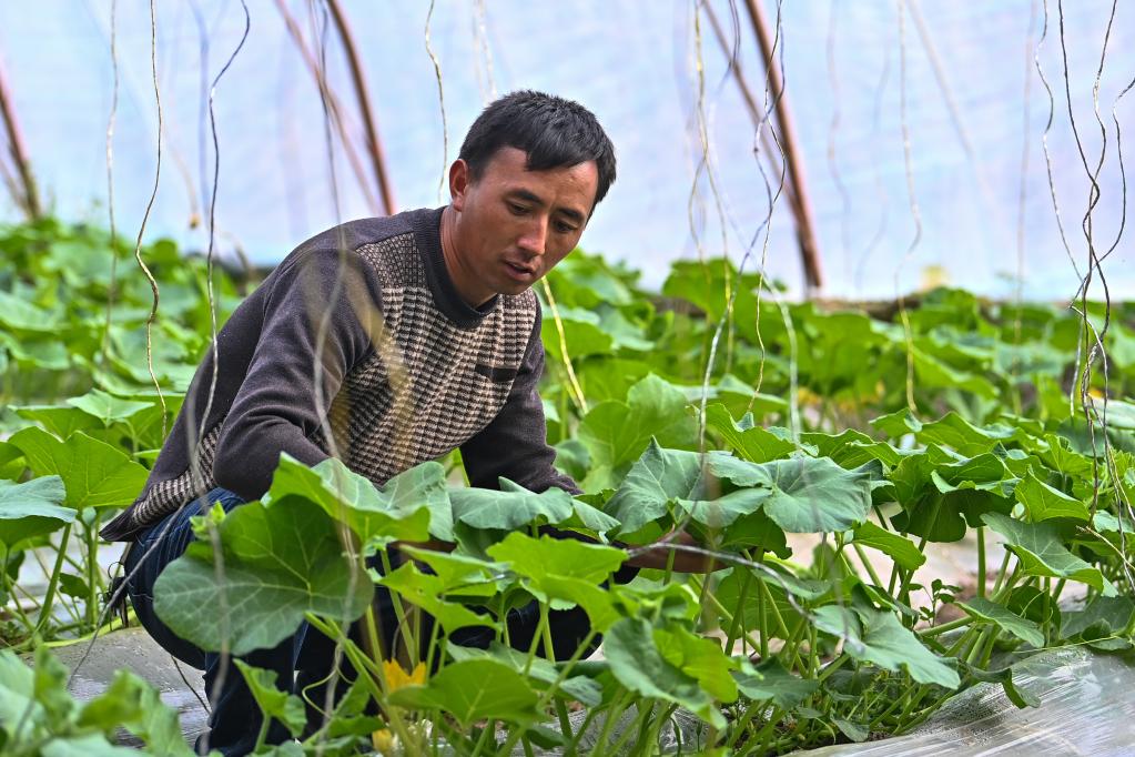 乐动体育 LD体育新华全媒+丨昔日戈壁荒滩 今朝果蔬飘香——新疆设施农业高质量发展见闻(图2)