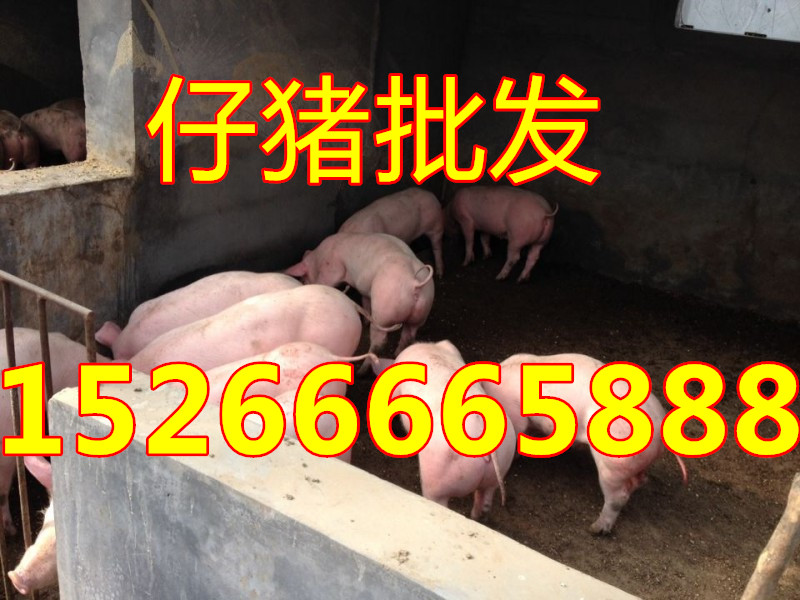 价格行情黑猪阿拉乐动体育 LD体育善盟