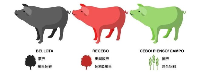 名家美酒乐动体育搭配伊比利亚火腿的西班牙风土之旅品鉴会(图6)