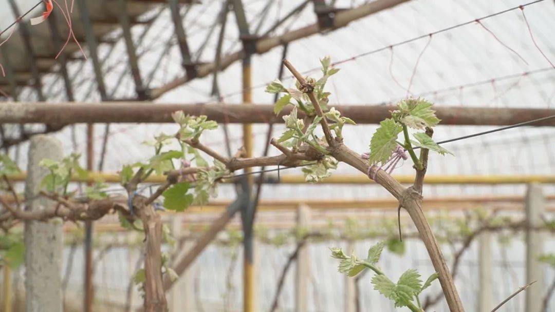 LD乐动体育“智慧农业”让种植更智能(图2)