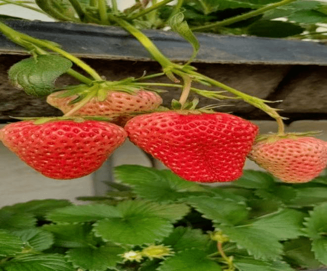 草莓 草莓花果期需防范乐动体育低温影响(图2)