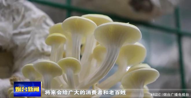 LD乐动 乐动体育福山区张格庄镇：“大樱桃+蘑菇” 产业“链”起来了(图2)