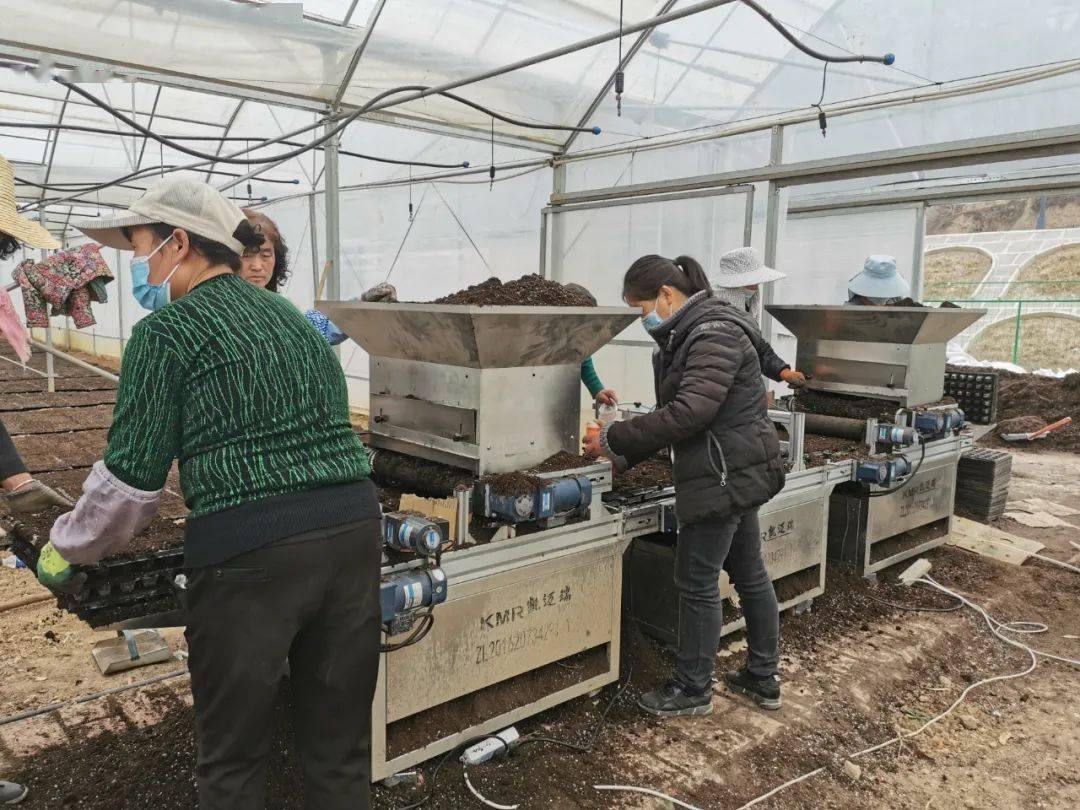 LD乐动体育大桥镇：春耕正当时 辣椒育苗忙(图3)