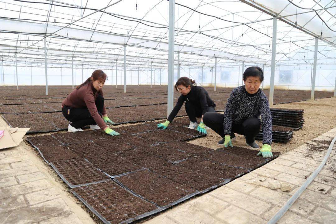 LD乐动体育大桥镇：春耕正当时 辣椒育苗忙(图2)