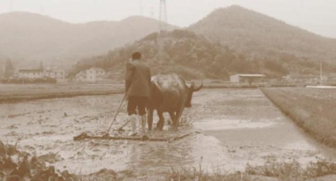 乐动体育 LD体育建区40周年 从牛耕到机耕40年织就现代农耕图(图3)