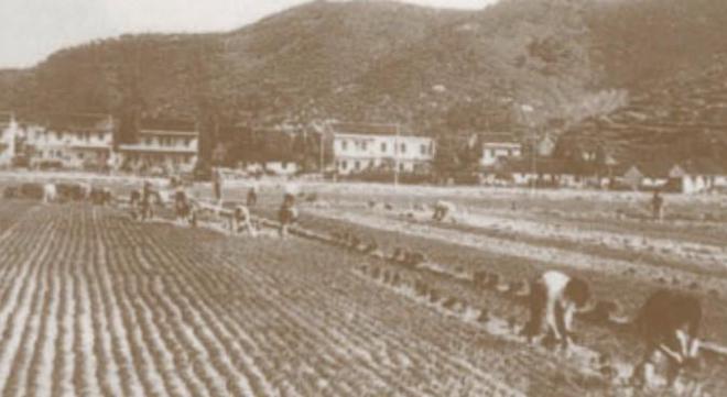 乐动体育 LD体育建区40周年 从牛耕到机耕40年织就现代农耕图(图2)