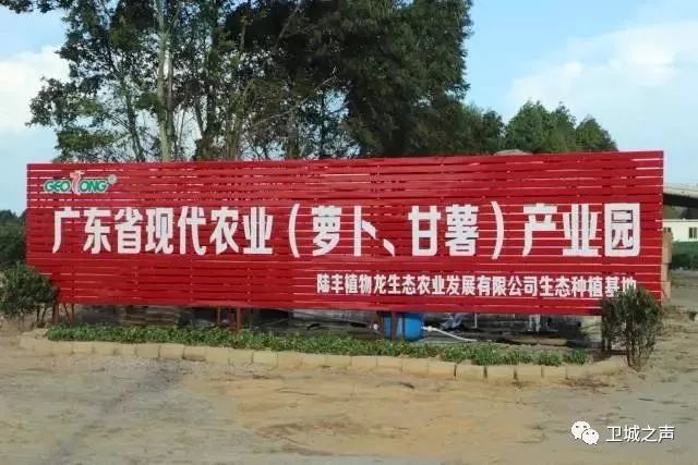 碣石的甘薯产业发展迅猛有望带动农民发展致富……LD乐动体育(图3)