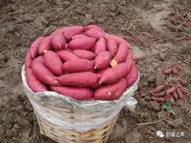 碣石的甘薯产业发展迅猛有望带动农民发展致富……LD乐动体育