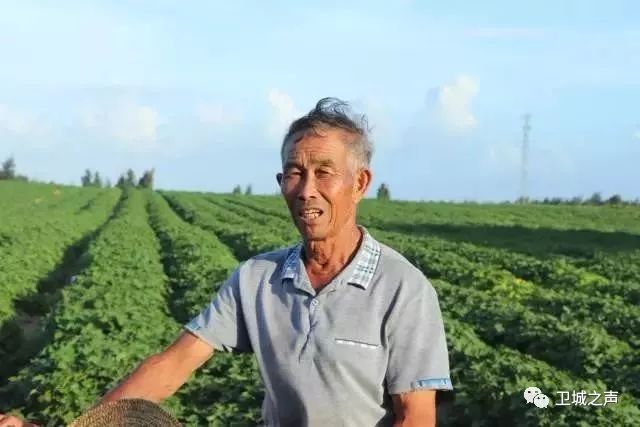 碣石的甘薯产业发展迅猛有望带动农民发展致富……LD乐动体育(图7)