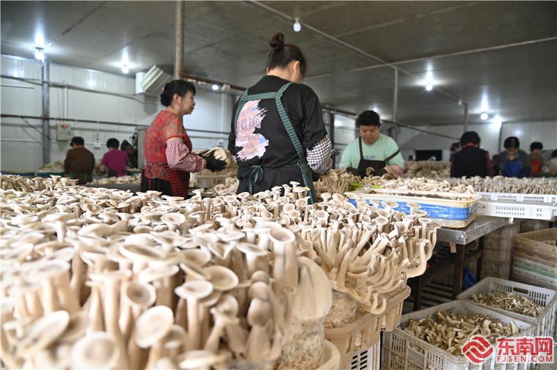 LD乐动 乐动体育福建深入践行大食物观丨三明青山绿林下的舌尖美味！(图3)